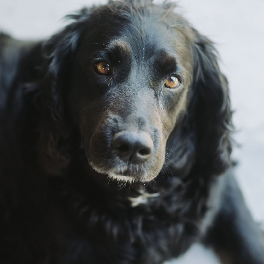 Piper  |  team mascot